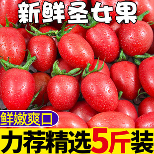 圣女果5斤新鲜水果柿子自然熟西红柿生吃樱桃千禧小番茄蔬菜D