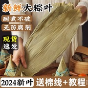粽子叶粽叶干大号棕叶新鲜包粽子的竹叶子干粽叶商用箬叶材料