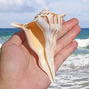 稀有左旋螺家居收藏摆件鱼缸造景海螺贝壳珊瑚海螺大天然海螺贝壳
