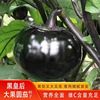 黑皇后紫黑色特大快圆茄子种子春秋四季庭院阳台盆栽茄子蔬菜种孑