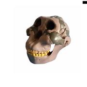 人类头骨c区分古猿人模型古代北京人骨髅头影视科普道具摆件