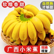 正宗广西小米蕉香蕉10斤当季新鲜水果小香蕉，苹果蕉自然熟粉蕉