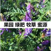 播种种子四季绿肥果园光叶紫花，苕鼠茅草三叶草毛苕子(毛苕子)紫云英