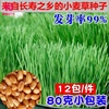 2斤新小麦种子 麦子小麦草小麦粒发芽做麦芽糖榨汁猫草小麦苗种籽