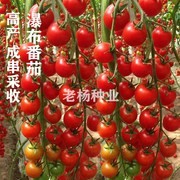瀑布小番茄种子种籽圣女，果樱桃西红柿四季盆栽，蔬菜种子番茄种孑