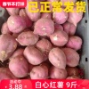 重庆红薯山芋助农地瓜红皮白心红薯新鲜干瓤粉圆红苕板栗番薯9斤