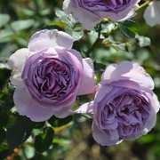 2021超美丽利拉中香抗病紫色，玫瑰大苗多季开花丰花