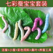七彩蚕宝宝套装金丝蚕卵新鲜桑叶，幼虫活体白色，饲料养蚕彩色蚕123