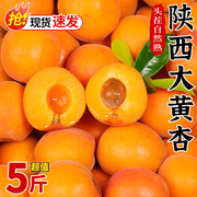 陕西大黄杏子新鲜水果5斤当季现摘酸甜脆杏巨蜜金太阳杏整箱1