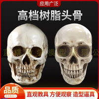 11树脂骷髅头绘画人头骨艺用人体，肌i肉，骨骼解剖头骨模型美术头