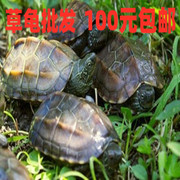 外塘中华草龟小乌龟苗活体特大墨龟宠物下蛋种龟招财龟观赏金线龟