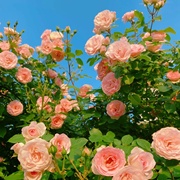 蔷薇花苗爬藤四季开花藤本月季，特大庭院爬藤植物，阳台花卉玫瑰盆栽