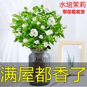 茉莉花盆栽带花苞水培植物，四季开花驱蚊室内桌面，好养阳台绿植花卉