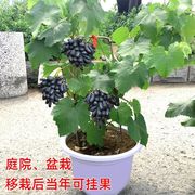 葡萄苗盆栽南北方种植葡萄树苗地栽庭院爬藤蓝宝石果树苗当年结果