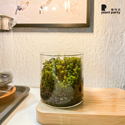 植物派创意微观绿植办公室，桌面盆栽苔藓种植全套装礼物