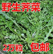 纯野生荠荠菜种子 特菜野菜种子农家老品种蔬菜种子春 四季播