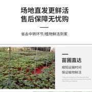 绿植发财树摆件盆栽植物，室内小盆景办公室客厅，好养花卉招财树