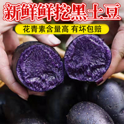 西北特产黑土豆大果2两以上新鲜紫薯洋芋黑金刚马铃薯富含花青素