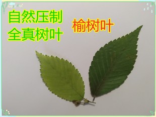 榆树叶天然干树叶真叶子植物，标本手工材料制作diy贴画儿童