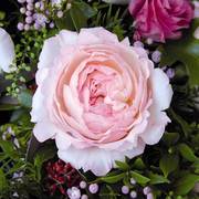 凯拉 奥斯汀切花玫瑰 月季花苗 白色粉边颜色因日照变化带土