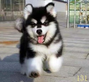 丽江阿拉斯加幼犬纯种阿拉斯加犬活体黑红色灰桃阿拉斯加雪橇犬宠