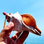 超大天然贝壳海螺口哨子孩子儿童玩具喇叭工艺品可吹号角饰品挂件