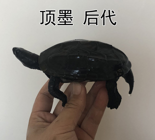 中国黑腹墨龟苗活体全黑外塘中华草龟苗活物，长寿顶墨苗情侣小乌龟