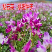 紫云英种子红花草子，食用野菜紫花苜蓿种子，绿肥牧草高产夜明珠种籽