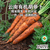 云南高原种植有机胡萝卜现挖带泥生态新鲜蔬菜生吃水果辅食脆嫩