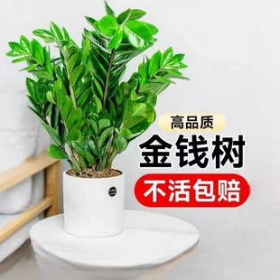 金钱树(金钱树)盆栽植物，室内花卉大型客厅好养绿植大摇钱小发财树办公桌