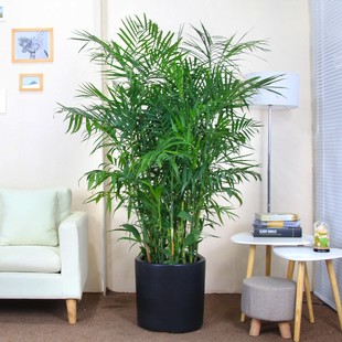 夏威夷竹子盆栽四季常青绿植客厅，室内净化空气大型植物凤尾竹椰子