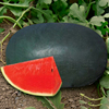 懒汉大黑龙黑美人西瓜种子 早熟品种 蔬果种子口感好黑皮红瓤西瓜