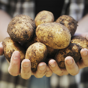 土豆新鲜10斤小土豆马铃薯农自种蔬菜洋芋贵州迷你高山黄土豆