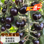 黑樱桃番茄种子黑妖姬种籽圣女果西黑柿四季阳台盆栽小黑番茄种苗