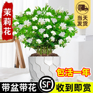 茉莉花盆栽树苗四季开鲜花卉，植物重瓣带花苞好养绿植，室内栀子花苗