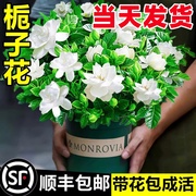 栀子花盆栽花卉植物室内水培绿植四季好养茉莉花九里香茶花蝴蝶兰