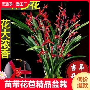 兰花苗带花苞墨兰，盆栽室内花卉绿植，好养四季开花花草客厅阳台