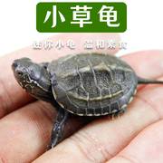 中华草龟小乌龟活体长寿金线龟迷你宠物水龟龟蛋墨龟巴西外塘龟苗