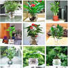 24种水培绿萝发财树文竹吊兰盆栽，花卉绿植客厅卧室净化空气植物