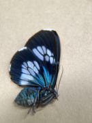 南美洲金属蓝斑蛾A1未整姿原蛾飞蛾蝴蝶昆虫标本相框挂饰裱框定制