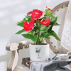 红掌盆栽带花客厅水培，植物大叶大花，好养活绿植满天星特级花卉