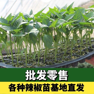 辣椒苗苗子秧苗夏秋四季种植食用青椒牛角椒菜椒线杭椒寿光蔬菜苗