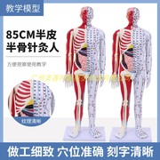 85CM人体针灸模型 半肌肉骨骼内脏解剖模型 中医经络穴位模型超清
