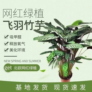 新飞羽(新飞羽)竹芋，苹果竹芋室内花卉大型观叶植物，耐阴客厅盆栽吸收甲醛