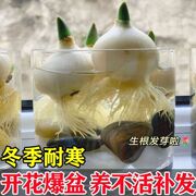 进口郁金香水培植物大种球花卉室内5度鲜花盆栽阳台水培四季开花