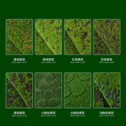 仿真青苔苔藓植绒草皮石盆景(石盆景)装饰仿真植物，墙绿植人造装饰假