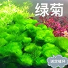 绿菊花活体真水草鱼缸水族箱，松尾红菊造景淡水，增氧植物阴性后景草