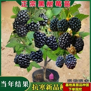 黑树莓苗黑莓树苗嫁接水果美国当年结果智利黑莓红树莓