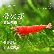 极火虾抱卵成年大号，鲜活观赏淡水除藻虾黑壳虾清洁虾樱花虾水晶虾
