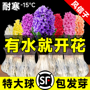 风信子种球盆栽水培植物，室内绿植风信子水养水仙花卉土培套餐葡萄